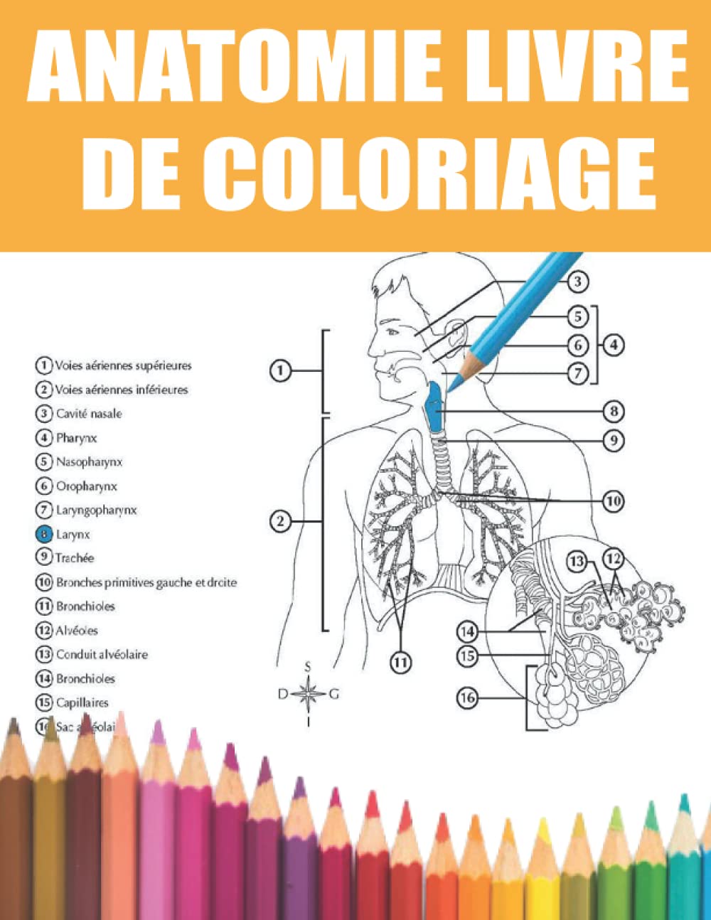 Buy Anatomie Livre De Coloriage: le meilleur guide complet d'autotest ...