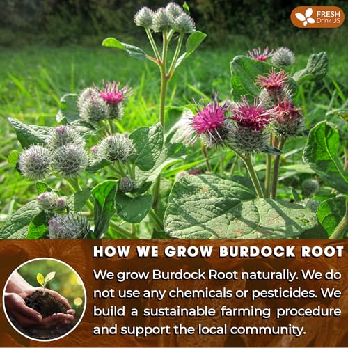Image of FRESHDRINKUS, Premium 10oz Natural Burdock Root, 100% Natural & Pure from Burdock Root, Burdock Root Herbal Tea, No Additives, No Caffeine, Vegan
