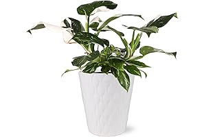 White Wizard Philodendron: An Enchanting Accent for Your Abode