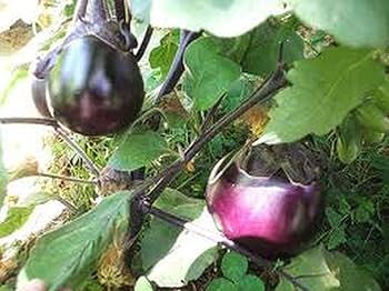 eggplantページ Eggplant | John Scheepers Kitchen Garden Seeds