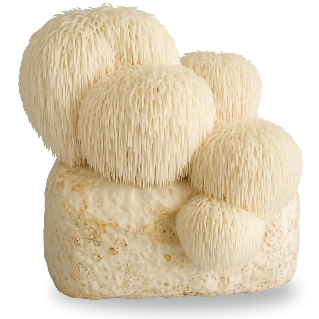 Hawlik Kit de culture de champignons Lions Mane Hericium erinaceus