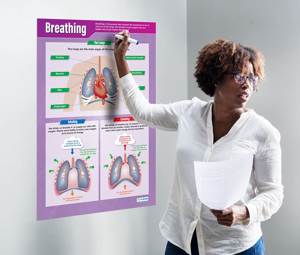 Daydream Education Breathing | Science Posters | Gloss Paper measuring 33" x 23.5" | STEM Charts for the Classroom | Education Charts - Image 3