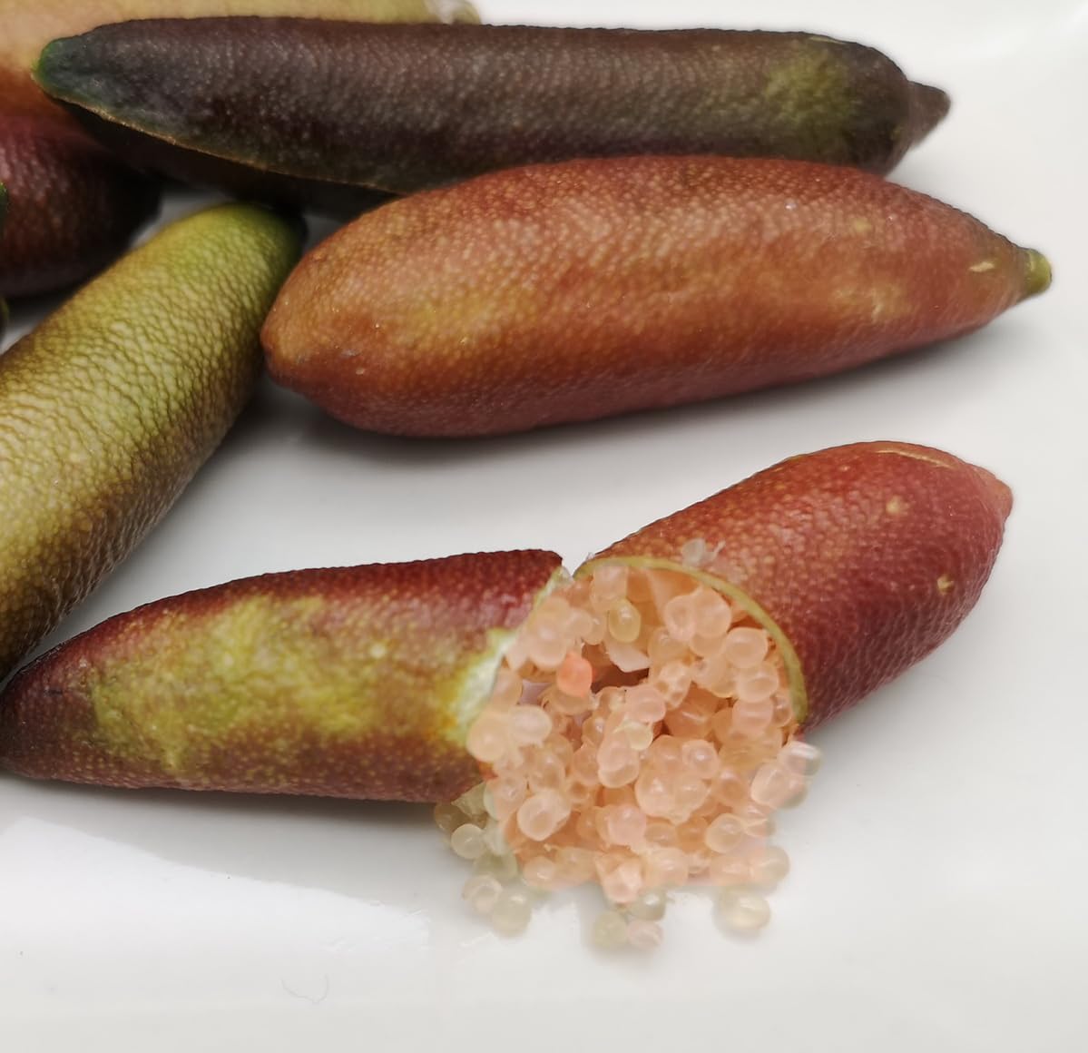 Graines Citron Caviar Microcitrus AlstonVille de qualité supérieure - 12 pépins