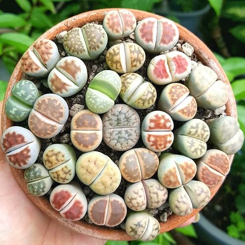 Lithops - Plantas vivas grandes, 20 mezclas de Lithops suculentas Lithops vivas Piedras vivas de 0.5 a 0.6 Inc para plantar, rocas vivas Lithops