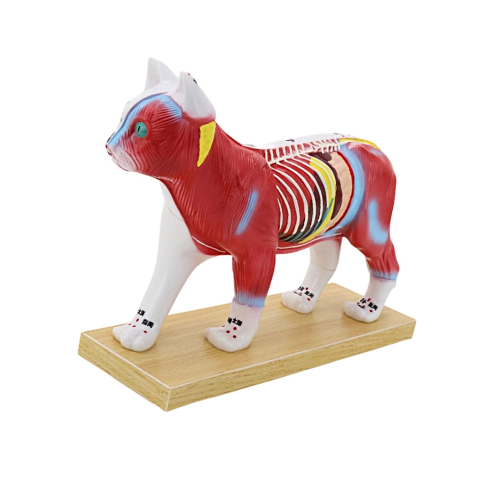 Herramienta de enseñanza veterinaria Modelo anatómico de punto de acupuntura felino canino con puntos meridianos marcados para entrenamiento clínico Modelo de estudio de mediodía animal