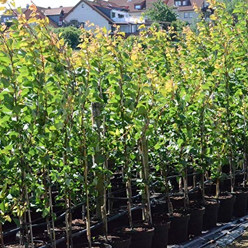 Aprikose Johannes (s) rotblättrig und rotfleischig Aprikosenbaum Blutaprikose Buschbaum