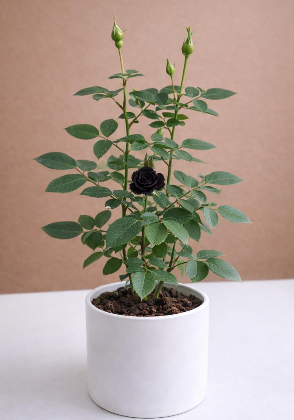Glow Plant Rare Black Rose Live Plant | Beautiful Grafted Golap | Fragrant and Hardy Shrub | Beautiful Gulab | Grow at Your Backyard, Terrace and Balcony Garden 3