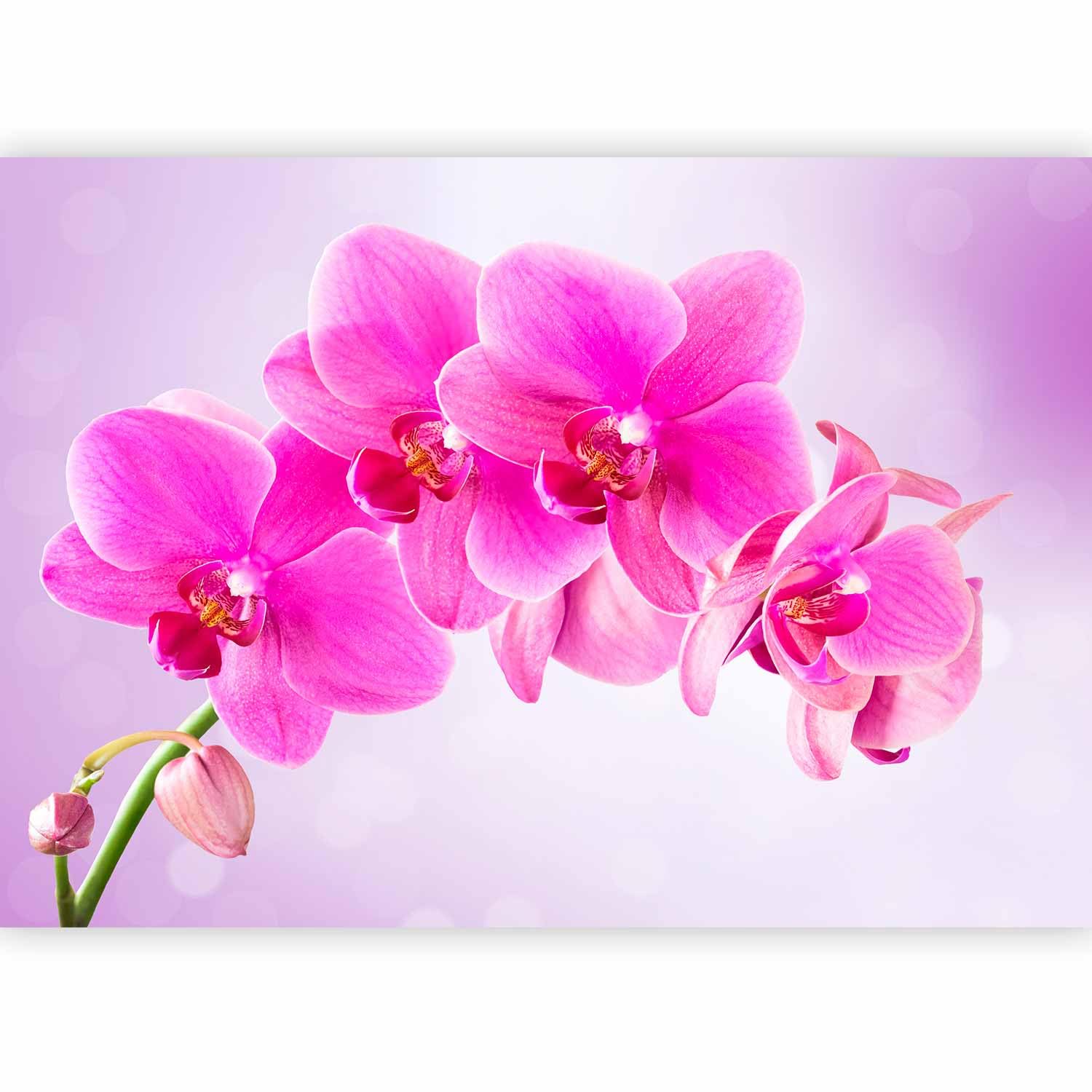 Murando Photo Wallpaper Flowers Orchid 500x 350 Cm/196,8" X 137,8" Non