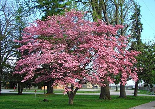 Beautiful Flowering Dogwood Tree (Yun2) Healthy Live Plant (Pink) #TOP1