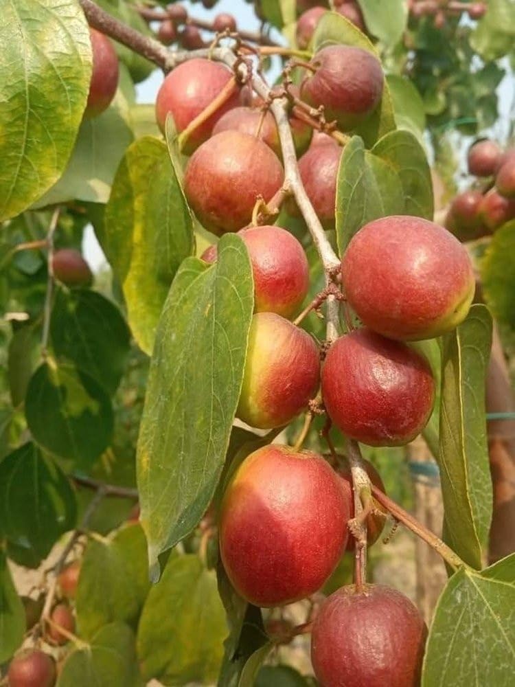 Golden Bloom Live Thai Grafted Red Apple Ber Thailand Variety Fruit Known As The Indian Jujube Grafted Plant Comes With A Polybag (Next Year Get Fruits) (B0CL54FYX4) Amazon Price History, Amazon Price Tracker