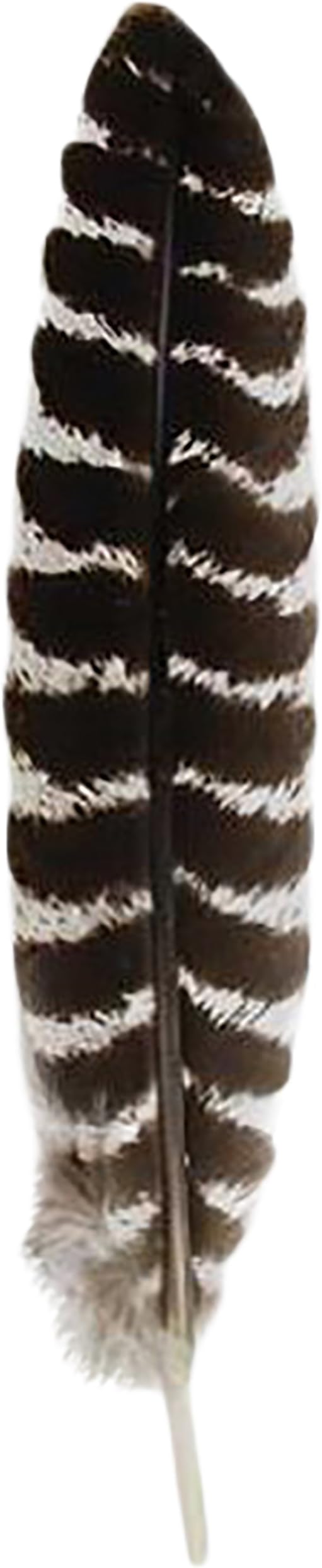 Grade A Barred Turkey Smudging Feather (no stains, cuts, pieces missing)