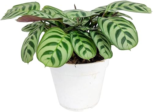 Miniatura 5 de Calathea Burle Marx - Planta de oración de espina de pescado (maceta minimalista blanca de 6 pulgadas con platillo) - Plantas de Calathea - Plantas