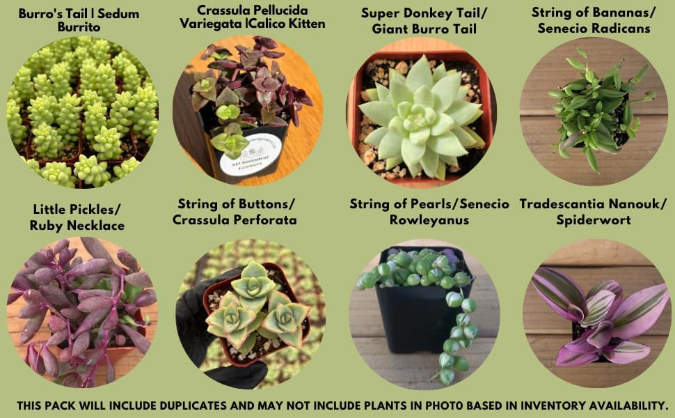 Miniatura 7 de Live Trailing Mystery Suculentas  Suculentas colgantes reales bien arraigadas plantadas en macetas de 2 pulgadas  Plantas pequeñas surtidas para