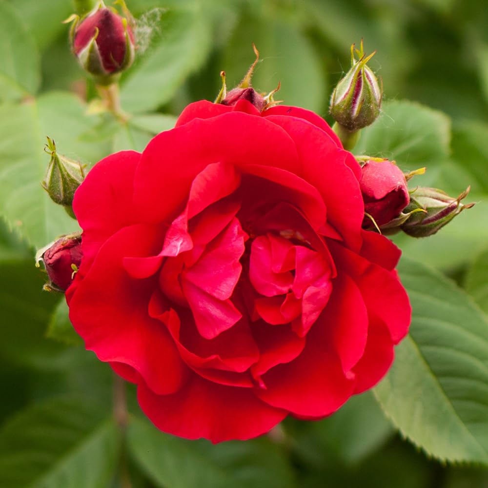 YouGarden Harkness Patio Rose 'Love Never Dies' â„¢, Established Rose in 4 Litre Pot, Ready to Plant Red Rose, For Pots, Beds, and Borders