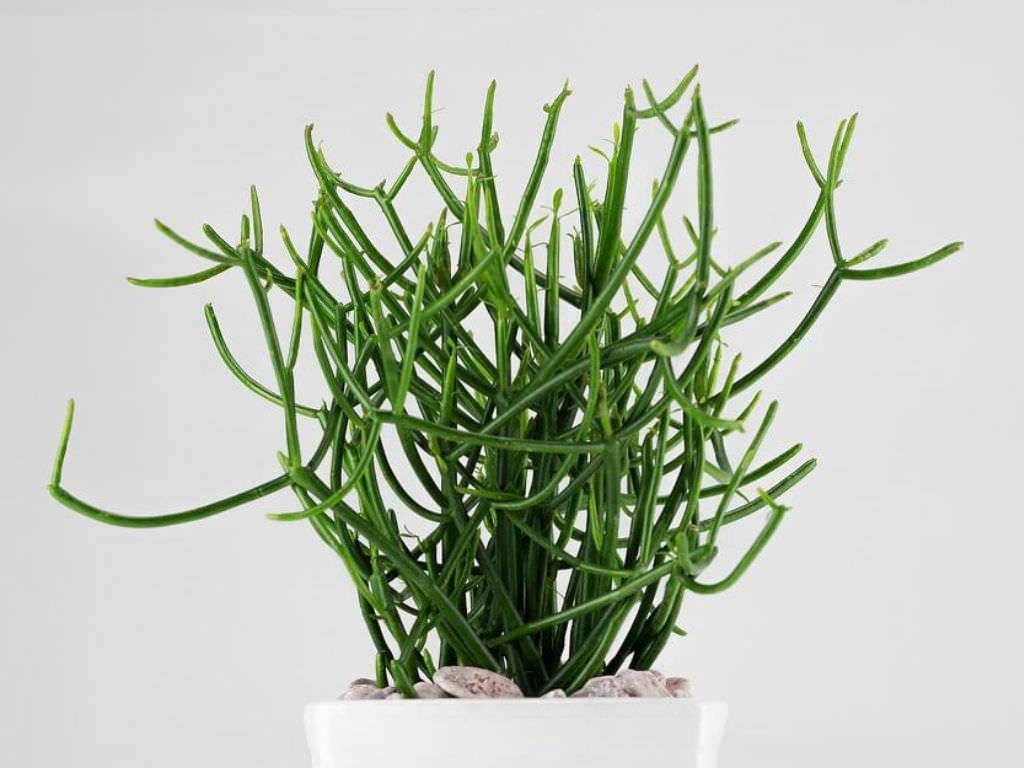 Pencil cactus Live Plant