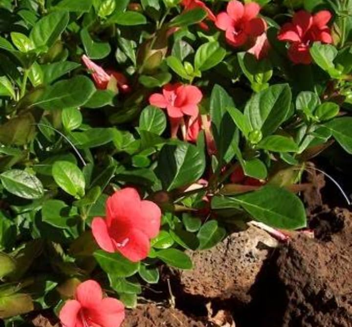 barleria live plant december flower(red) (B0CD1SJBFX) Amazon Price History, Amazon Price Tracker