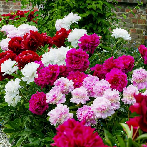 Colección de Pasión de Peonías (3 plantas), mezcla de 3 variedades híbridas y colores, grandes peonías resistentes al invierno, perennes de Holanda para jardín