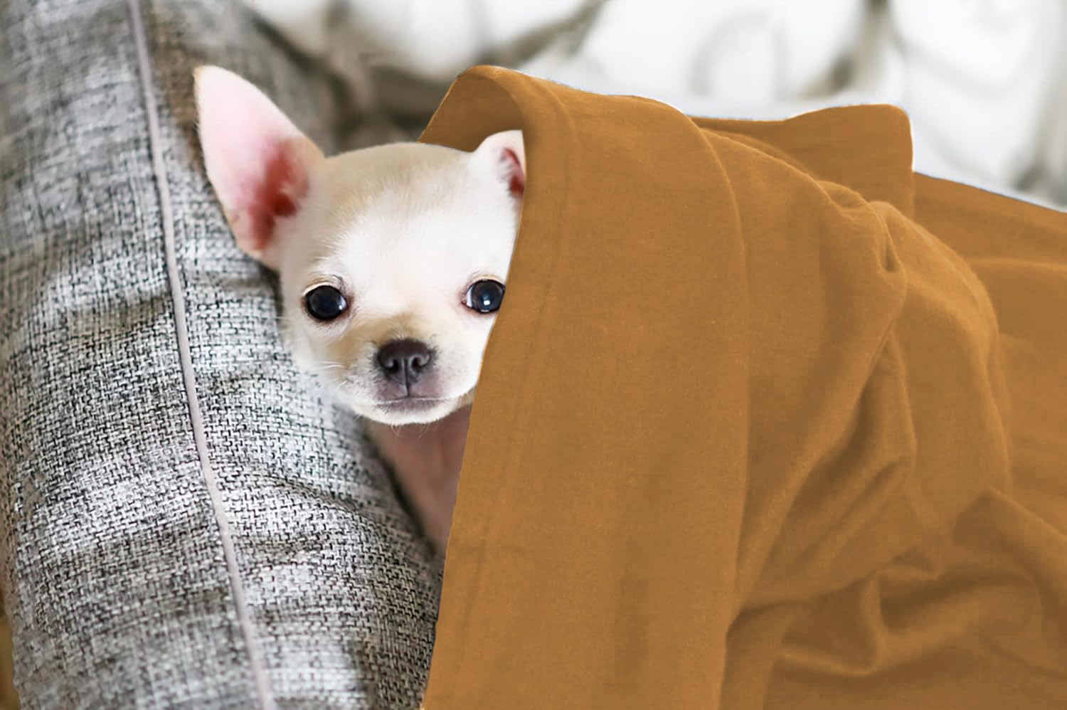 THE HOME TALK Fleece Blanket for Kids/Pets-42X29 Inch-Pack of 1|Polar Thermal Lightweight Spread|Soft Plush Material|All Season Comfort Blankets for Small Kids|Pet Blankets for Dogs, Cats(Camel) 3
