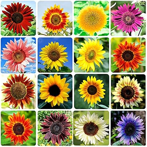 1000+ Sunflower Seeds for Planting Heirloom Non-GMO, Bulk Package of 15 Varieties Mix Seeds, Individually Packaged, Attracts Pollinators (Helianthus annuus) Cover