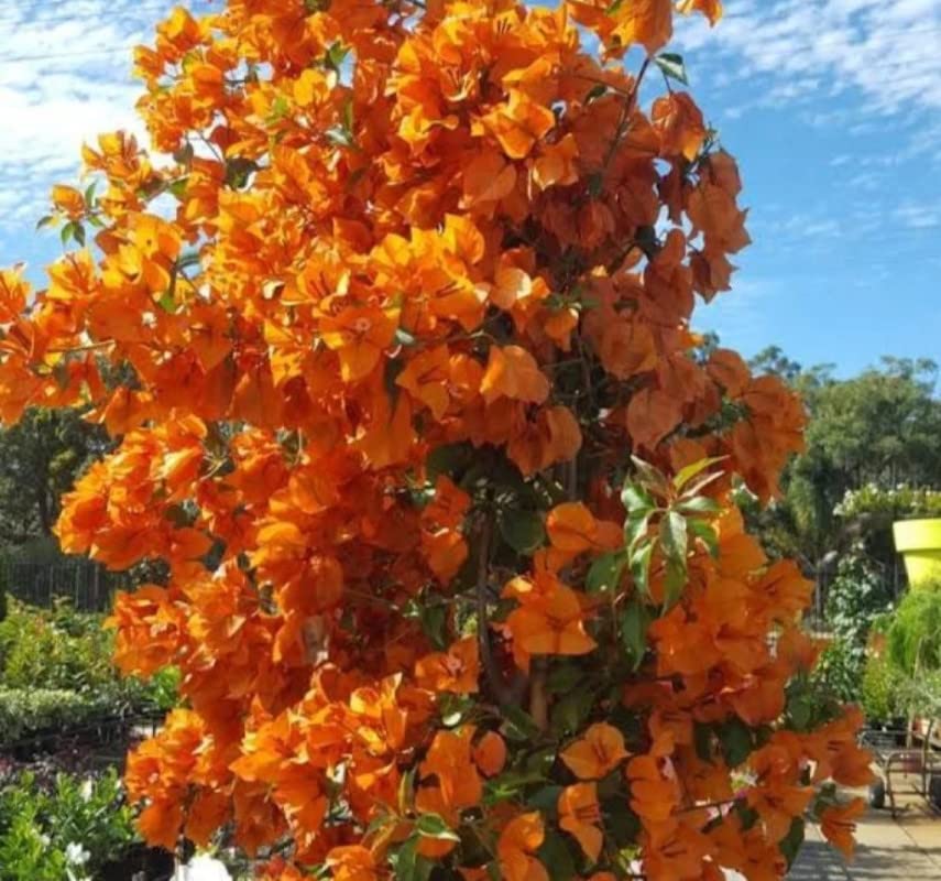 Balbasaur Rare Climbing Yellow Bougainvillea Spectabilis Live Plant Double Flower Bougainvillea 1 Healthy Live Plant (B0B86JN567) Amazon Price History, Amazon Price Tracker