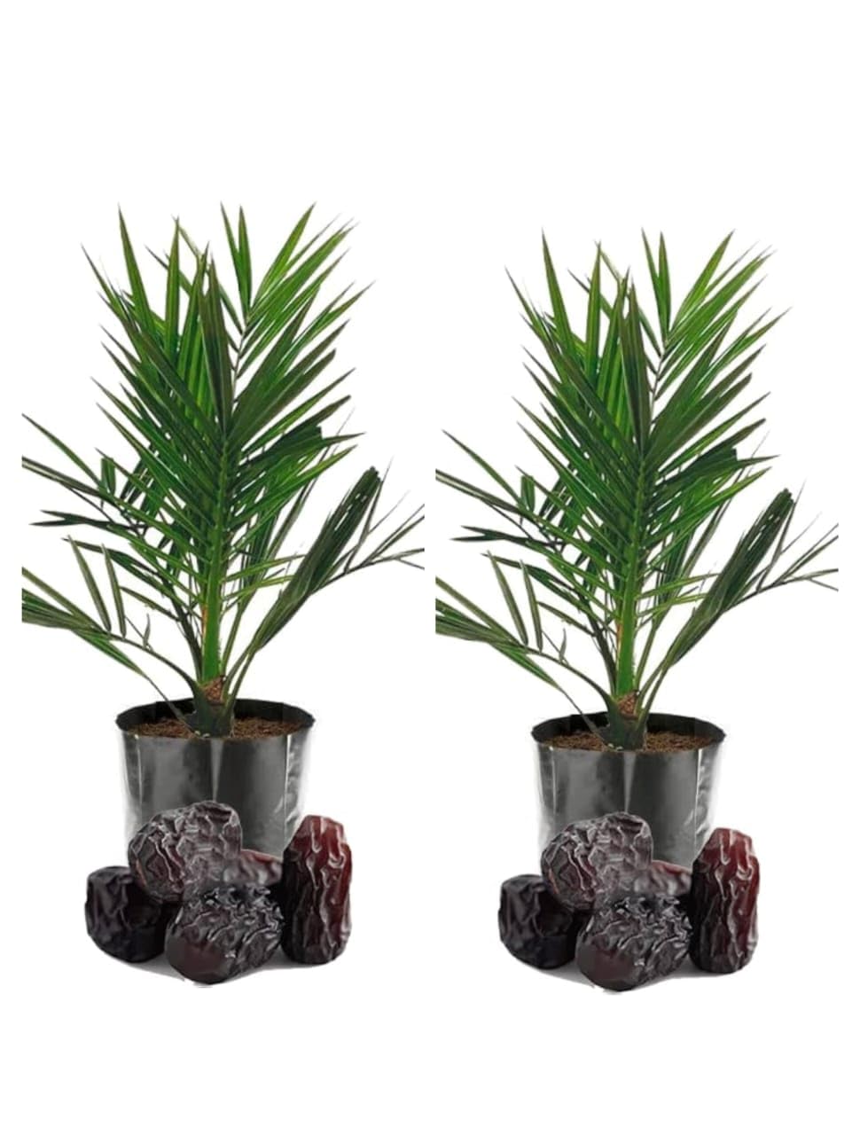 Rare Tissue Culture Date Plant Arabian variety Dwarf Fruit Live Plant & Tree Pack of 2 || Sweetable taste || came in a poly bag contain (B0D1725HHG) Amazon Price History, Amazon Price Tracker