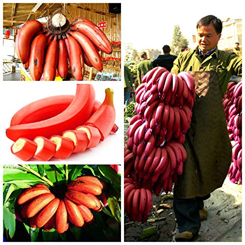 Creative Farmer Live Plant Red Dacca' Banana Exotic Garden (1 Healthy Live Sweet Tissue Culture Fruit Plant)