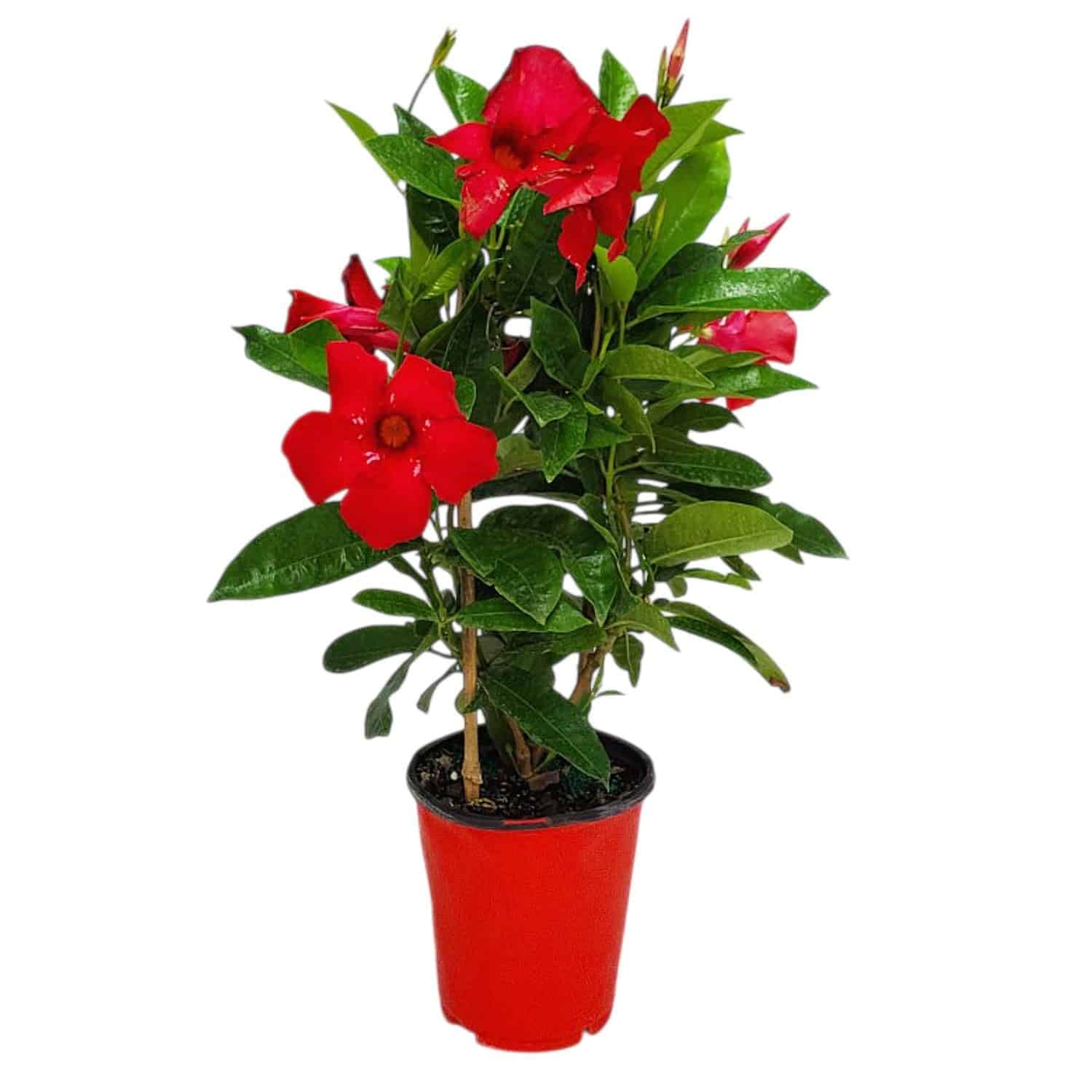 Red Mandevilla Live Flowering Plant