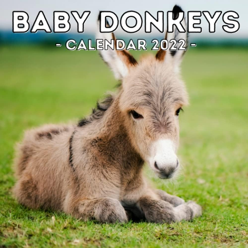 Baby Donkeys Calendar 2022: 16-Month Calendar, Cute Gift Idea For Donkey Lovers Women & Men Paperback – 23 Sept. 2021