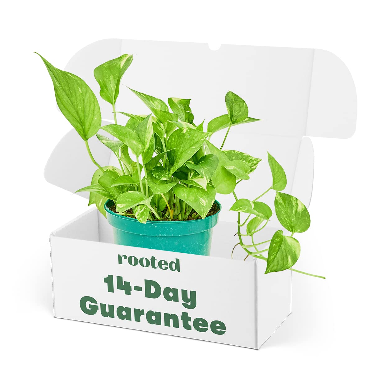 Buy Golden Pothos Epipremnum aureum Live, Easy, and Beautiful House