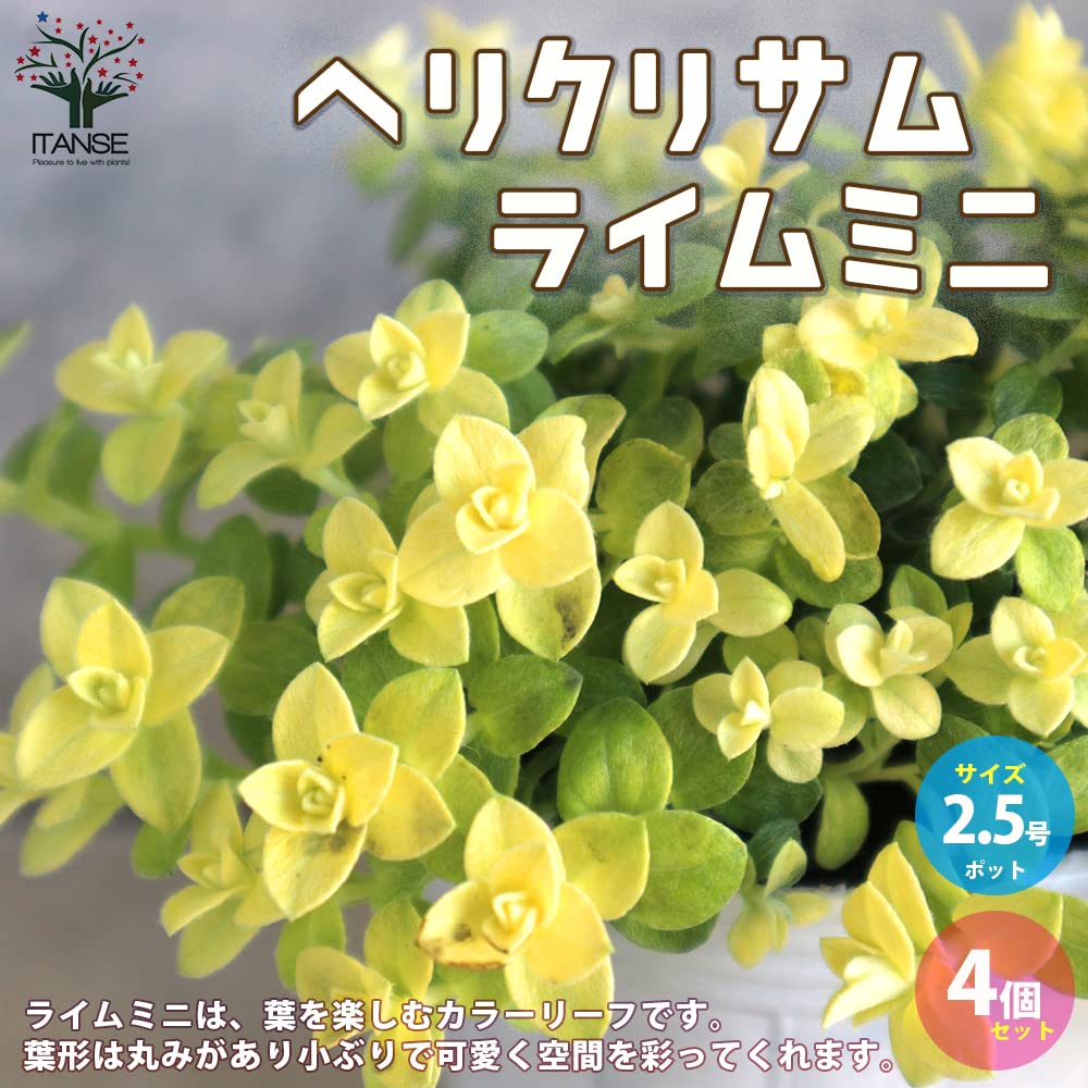 Amazon.co.jp: ヘリクリサム ライムミニ 2.5号 4個セット【品種で