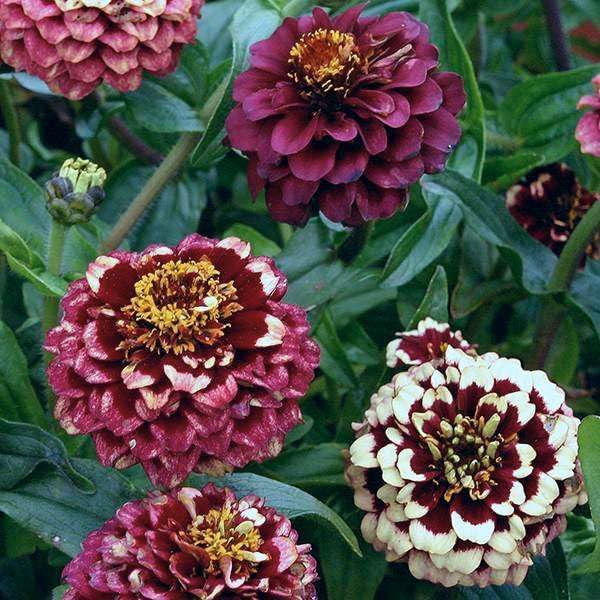 Willvine Aztec Sunset Zinnia Mix-IACR-5R-image-26