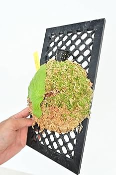 コロナリウム フィリピネス Platycerium coronarium phils dwarf ビカクシダ コロナリウム