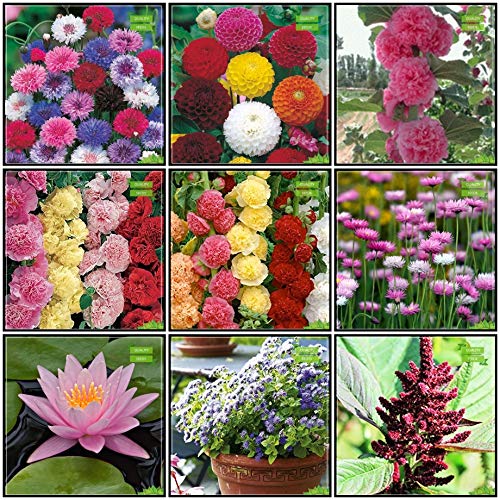 Creative Farmer Combo Plant Seeds Amazon.in Garden & Outdoors