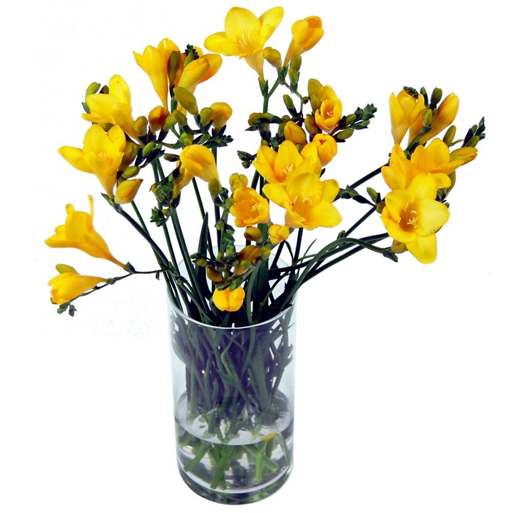Clare Florist Summery 20 Yellow Freesia Fresh Flower Bouquet - Bright and Colourful Collection of Yellow Freesia Flowers