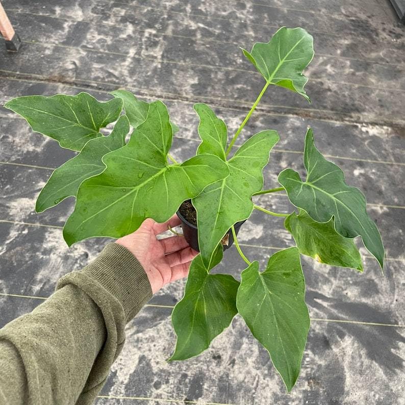 Amazon.com: Philodendron Revolution - Maceta de 4 pulgadas : Patio, Csped  y Jardn