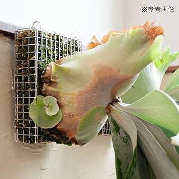 Amazon.co.jp: ビカクシダ ステンレスバスケット 3個 : DIY