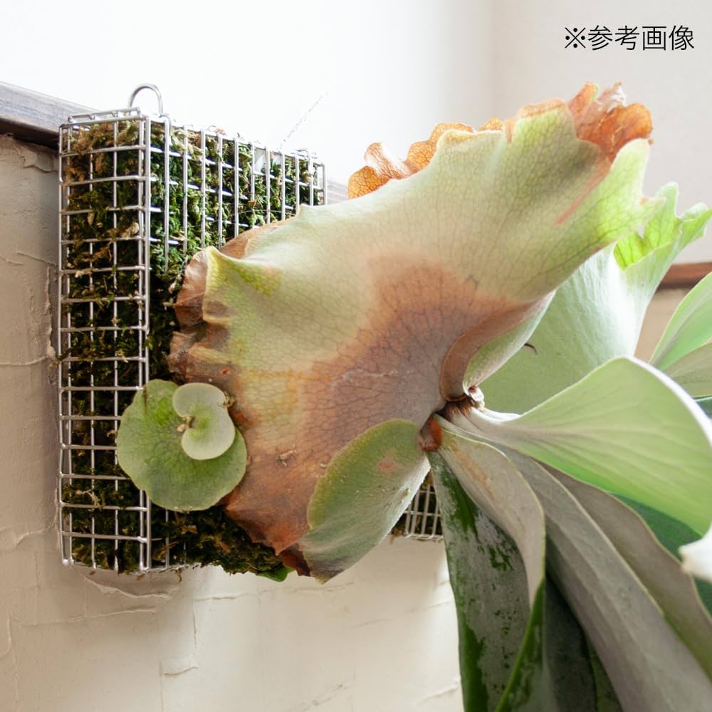 4個セット】ステンレスバスケット ビカクシダ コウモリラン