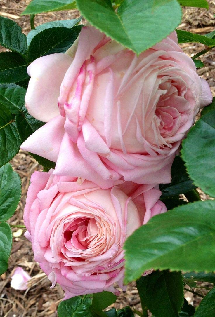 See full amazon price history chart for ROYAL LAND Rare Grafted English Rose Plant "Grace " Apricoat Color Double rose 2 Healthy Live Plant ROYAL LAND Rare Grafted English Rose Plant "Grace " Apricoat Color Double rose 2 Healthy Live Plant (B08FJB2LM6) Amazon Price History, Amazon Price Tracker