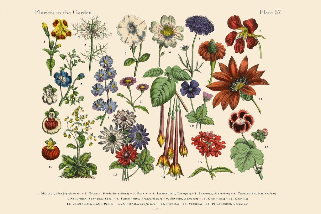 BOTANICAL ART 【import品】 41hVRW80F2L._UF894,1000_QL80_.jpg