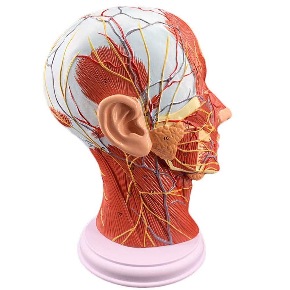Human Head Superficial Neurovascular Model,Face Anatomy Medical Brain Neck Median Section Study Model,Cosmetic Facial Nerve Micro-Shaping Teaching Tool