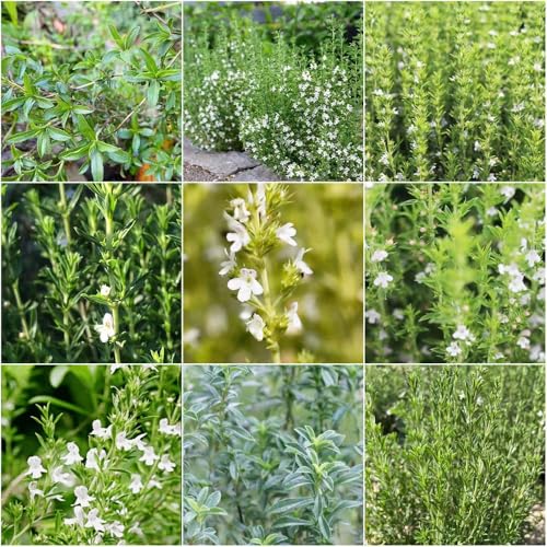 ajedrea de montaña - semillas de semillas silvestres jardín interior jardín balcón 200pcs