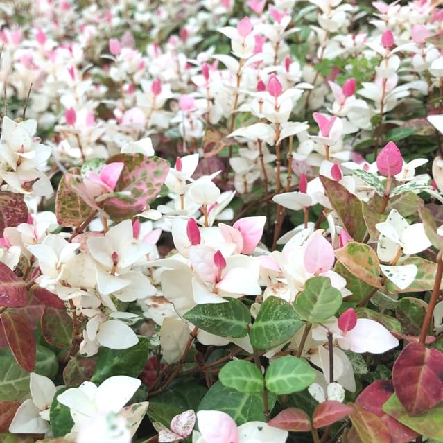 Amazon.co.jp: ハツユキカズラ（初雪カズラ） 【35Potセット】 下草苗