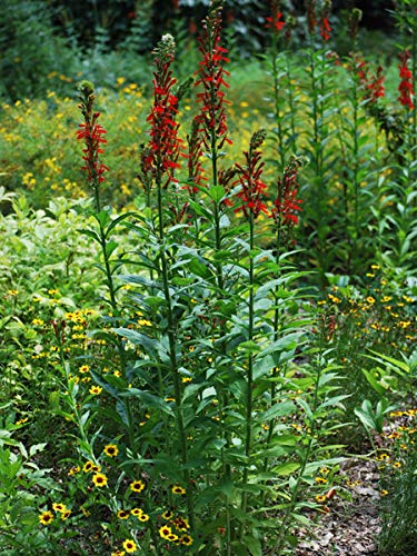 Perennial Farm MarketplaceLobelia cardinalis (Red Cardinal Perennial, Size-#1 Container, Brilliant Reddish Flowers