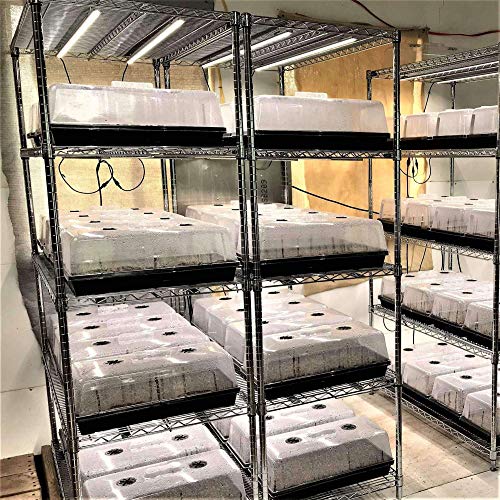 Bootstrap Farmer 1020 Trays w/Humidity Dome Extra Strength, 2 Pack, for Seed Starting Plant Propagation Germination Tray No Holes Fodder System Starter