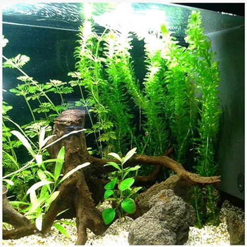 6 Anacharis Densa Live Aquarium Plants Aquatic Stems, Tropical Aquarium Plants For Planting #TOP6