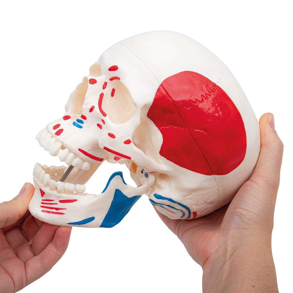 Anatomía Elemental Modelo de Esqueleto – Esqueleto Humano a Tamaño Real de PVC Duradero con Articulaciones Móviles, Inserciones y Orígenes Musculares Pintados a Mano, Soporte con Ruedas