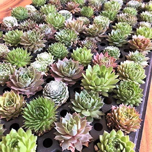 Mini Succulent Plugs 4 Dozen Live Succulent Plants Sempervivum Hen And Chicks Hardy Succulent Fairy Garden Wedding Favor Party Favor 48 Pack #TOP1