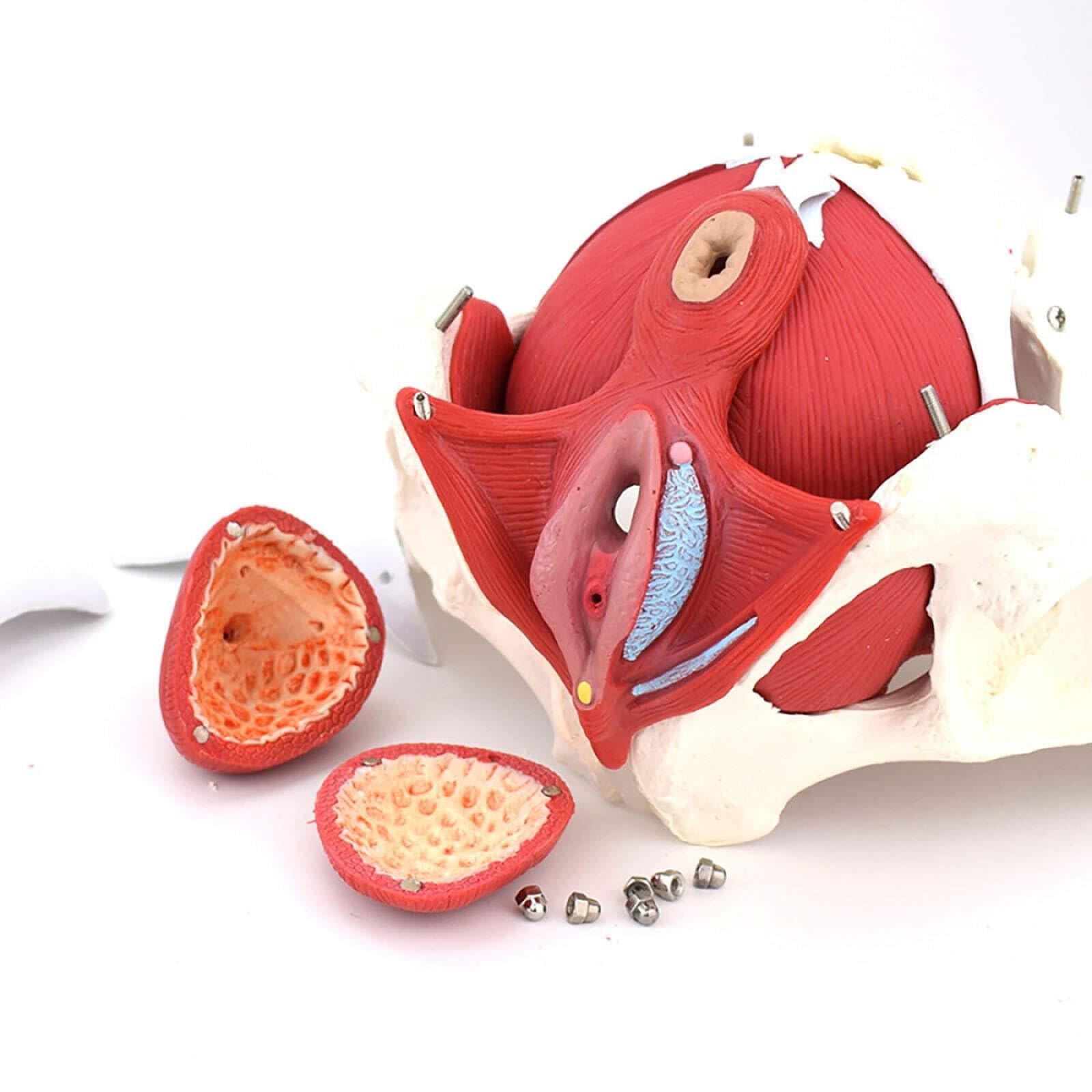 Modèle Anatomique Bassin Féminin Modèle Anatomique Médical Cadeau Gynécologie Et Muscles Amovibles Organes Pubiens Anatomie du Plancher Pelvien