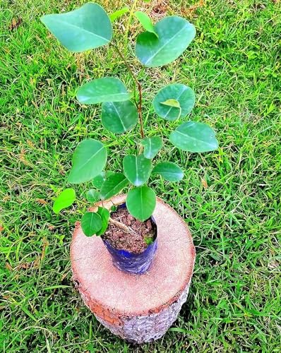 Image of RED CHANDAN PLANT /LAL SANDALWOOD OUTDOOR GARDEN LIVE ORGANIC HYBRID HEALTHY PLANT