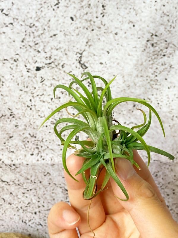 Amazon.co.jp: Frontier Plants現品チランジア イオナンタ ヴァリエ